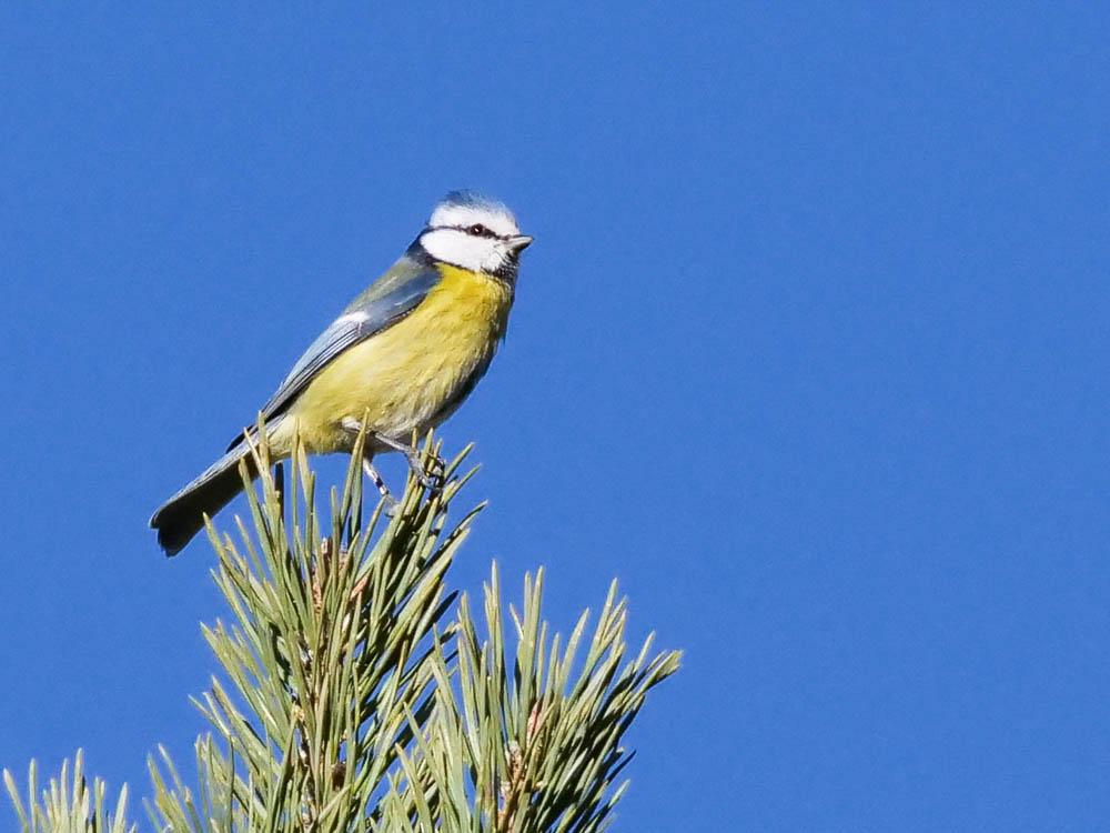 Mésange bleue Cyanistes caeruleus (Linnaeus, 1758)