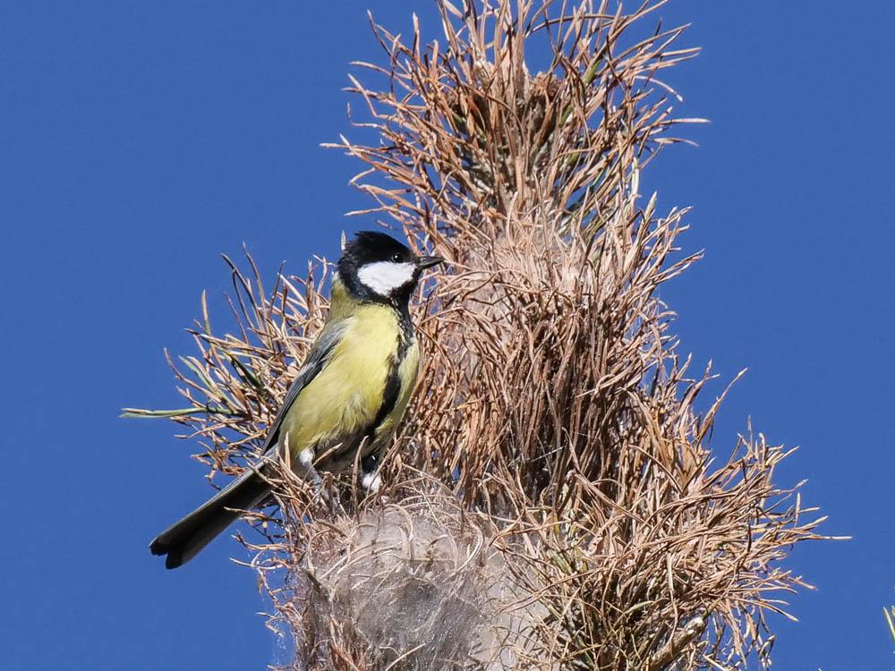 Mésange charbonnière Parus major Linnaeus, 1758