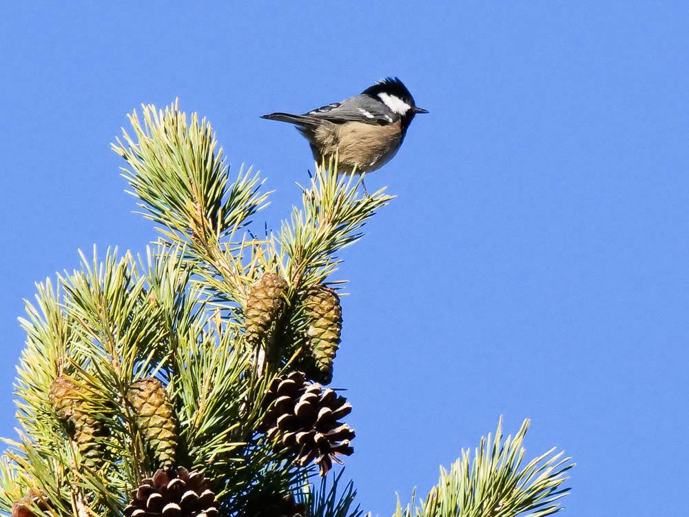 Mésange noire Periparus ater (Linnaeus, 1758)