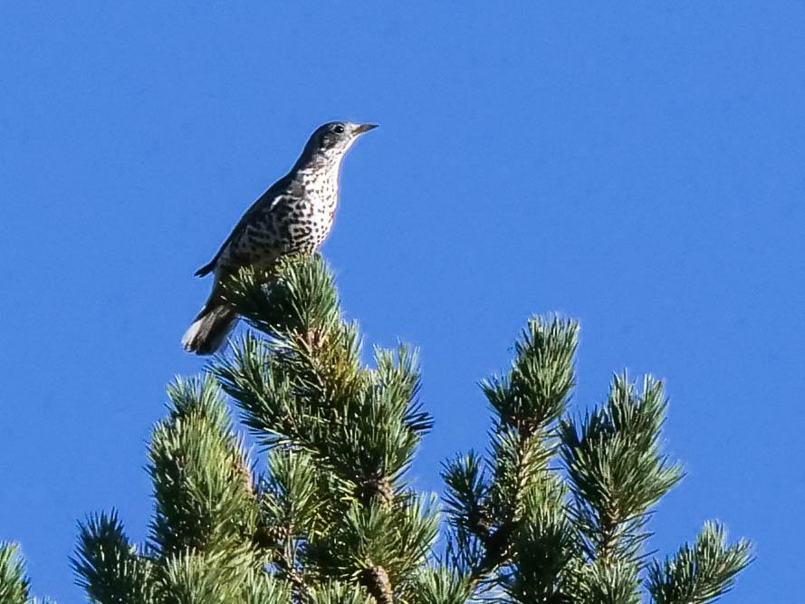 Grive draine Turdus viscivorus Linnaeus, 1758