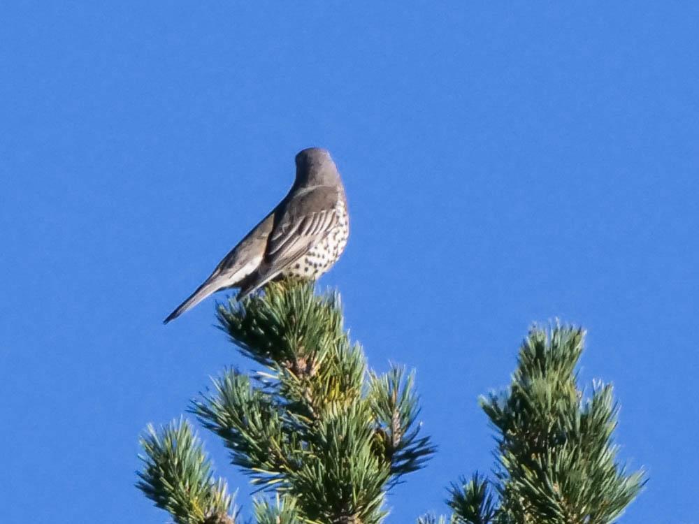 Grive draine Turdus viscivorus Linnaeus, 1758
