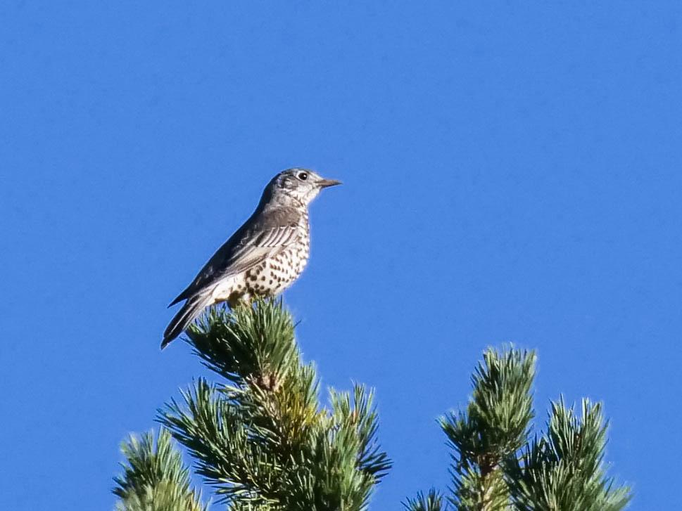 Grive draine Turdus viscivorus Linnaeus, 1758