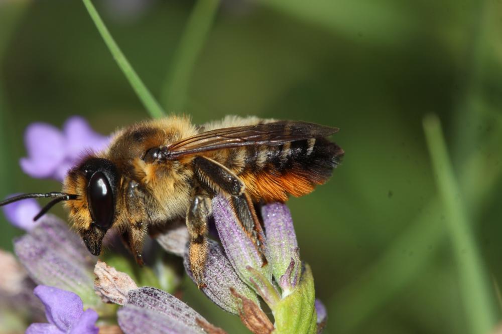 Megachile willughbiella (Kirby, 1802)