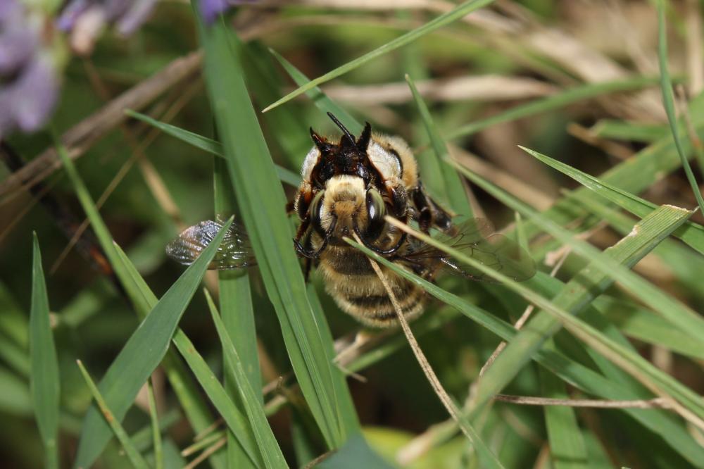 Megachile willughbiella (Kirby, 1802)