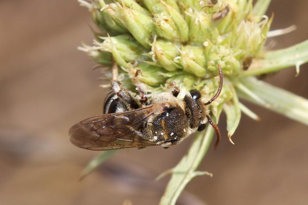 Nomiapis bispinosa (Brullé, 1832)