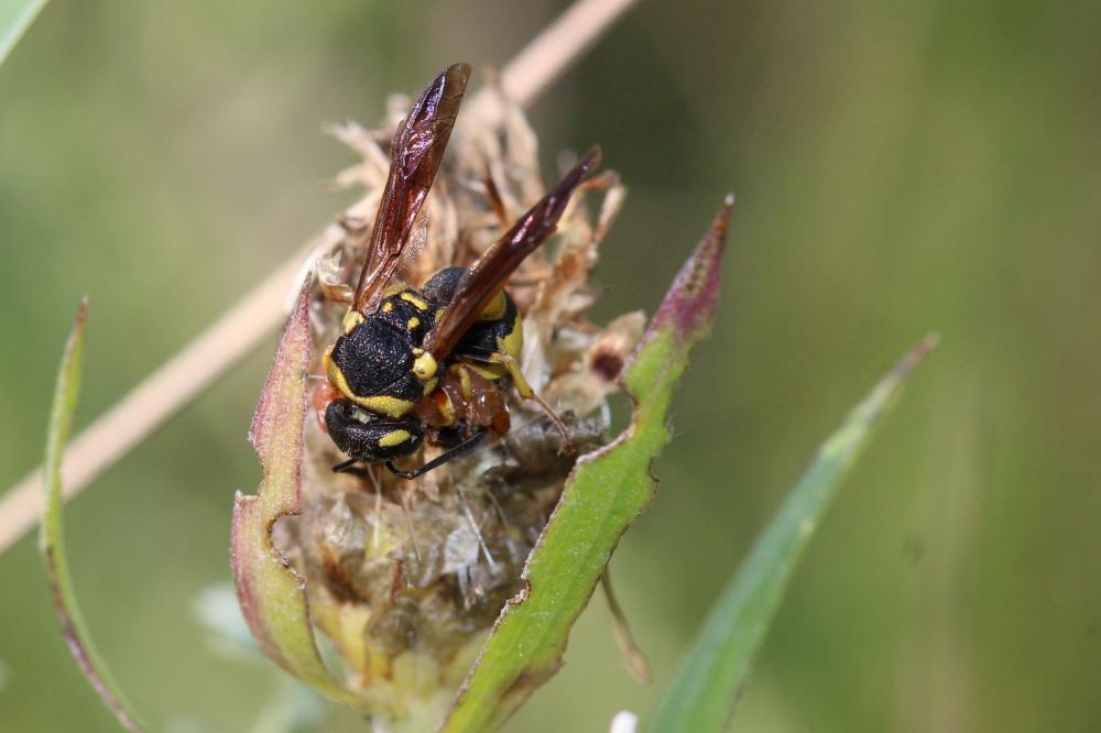 Parodontodynerus ephippium (Klug, 1817)