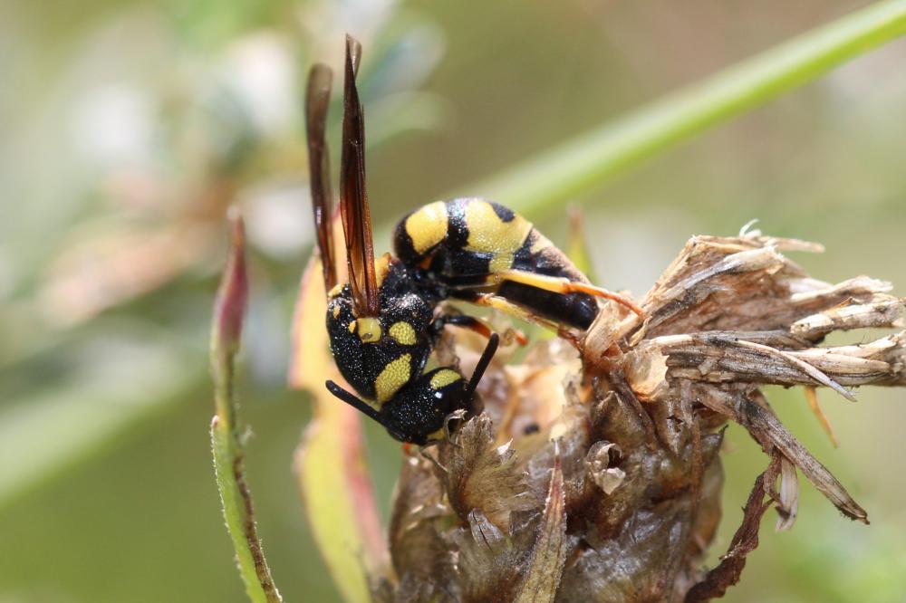  Parodontodynerus ephippium (Klug, 1817)