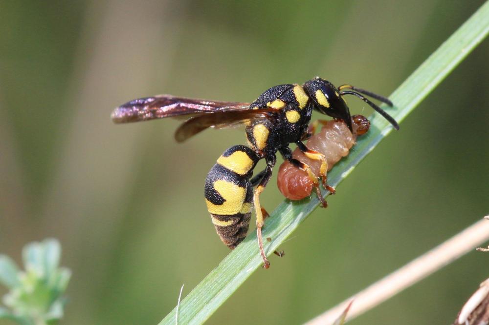  Parodontodynerus ephippium (Klug, 1817)