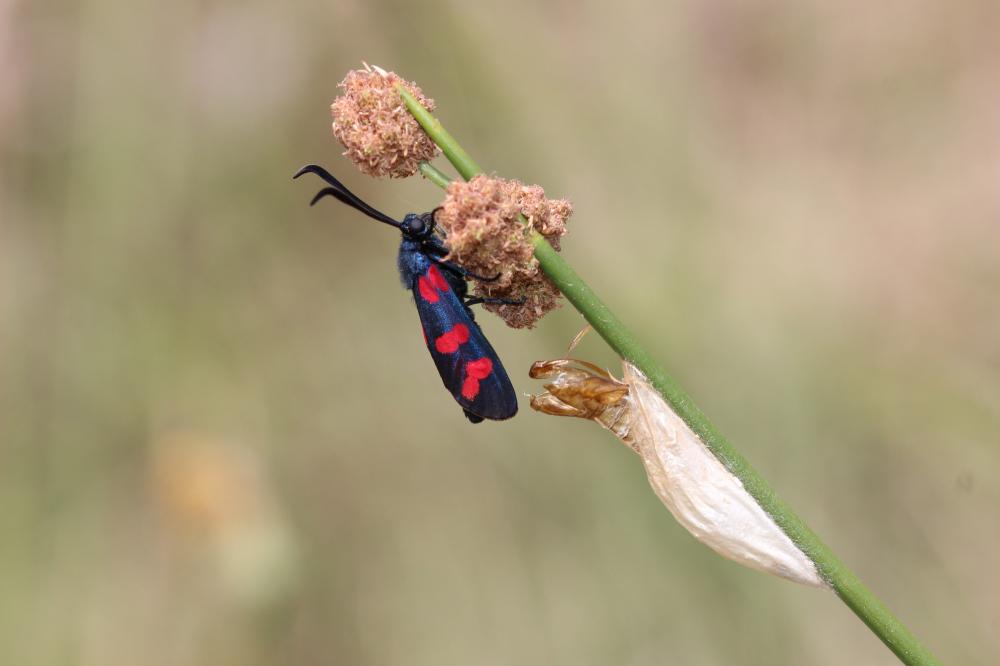 La Zygène du Pied-de-Poule (La), Zygène des Lotiers ( Zygaena filipendulae (Linnaeus, 1758)
