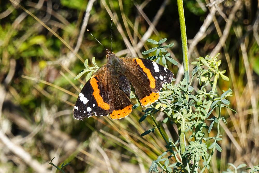 Le Vulcain (Le), Amiral (L'), Vanesse Vulcain (La), C Vanessa atalanta (Linnaeus, 1758)