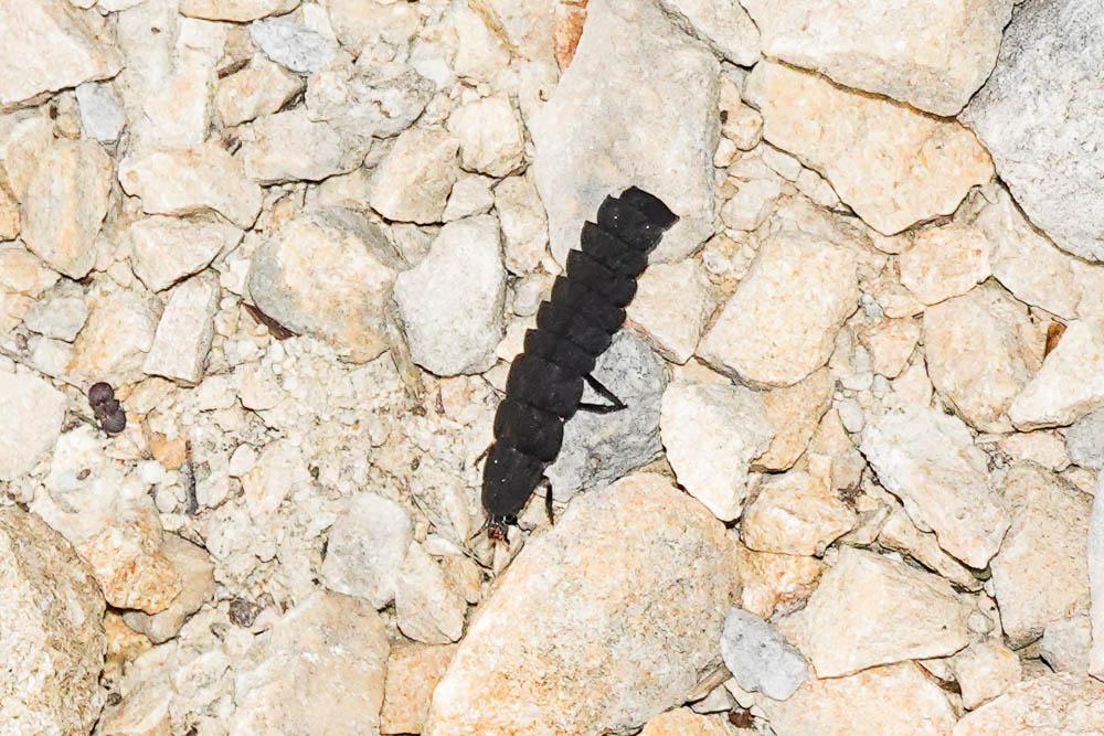 Ver luisant, Lampyre Lampyris noctiluca (Linnaeus, 1758)