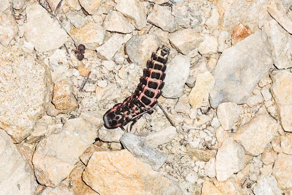 Ver luisant, Lampyre Lampyris noctiluca (Linnaeus, 1758)