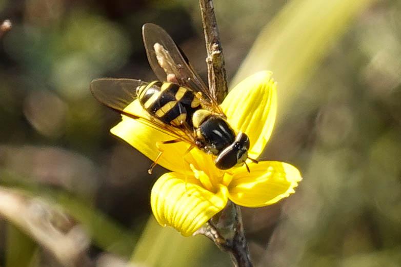  Dasysyrphus albostriatus (Fallén, 1817)