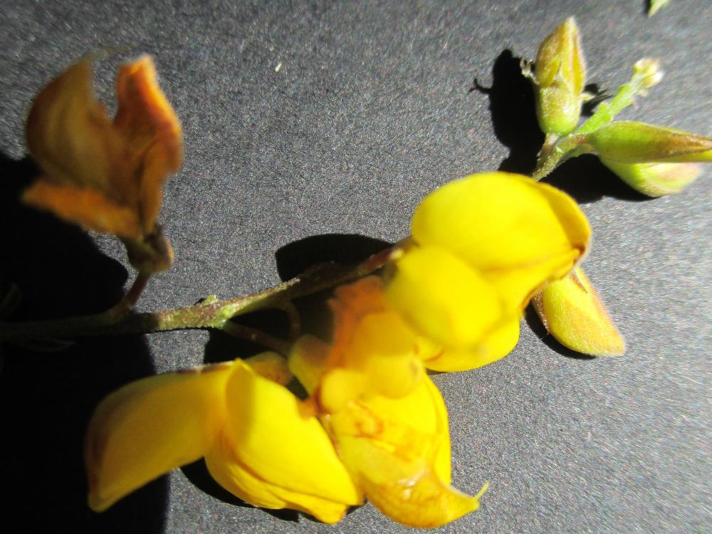 Adénocarpe plié, Adénocarpe changé Adenocarpus complicatus (L.) J.Gay, 1836