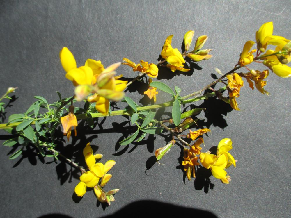 Adénocarpe plié, Adénocarpe changé Adenocarpus complicatus (L.) J.Gay, 1836