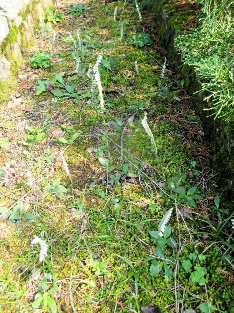Spiranthe d'automne, Spiranthe spiralée Spiranthes spiralis (L.) Chevall., 1827