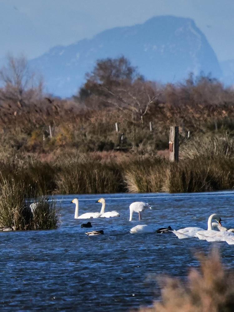 Cygne de Bewick Cygnus columbianus (Ord, 1815)