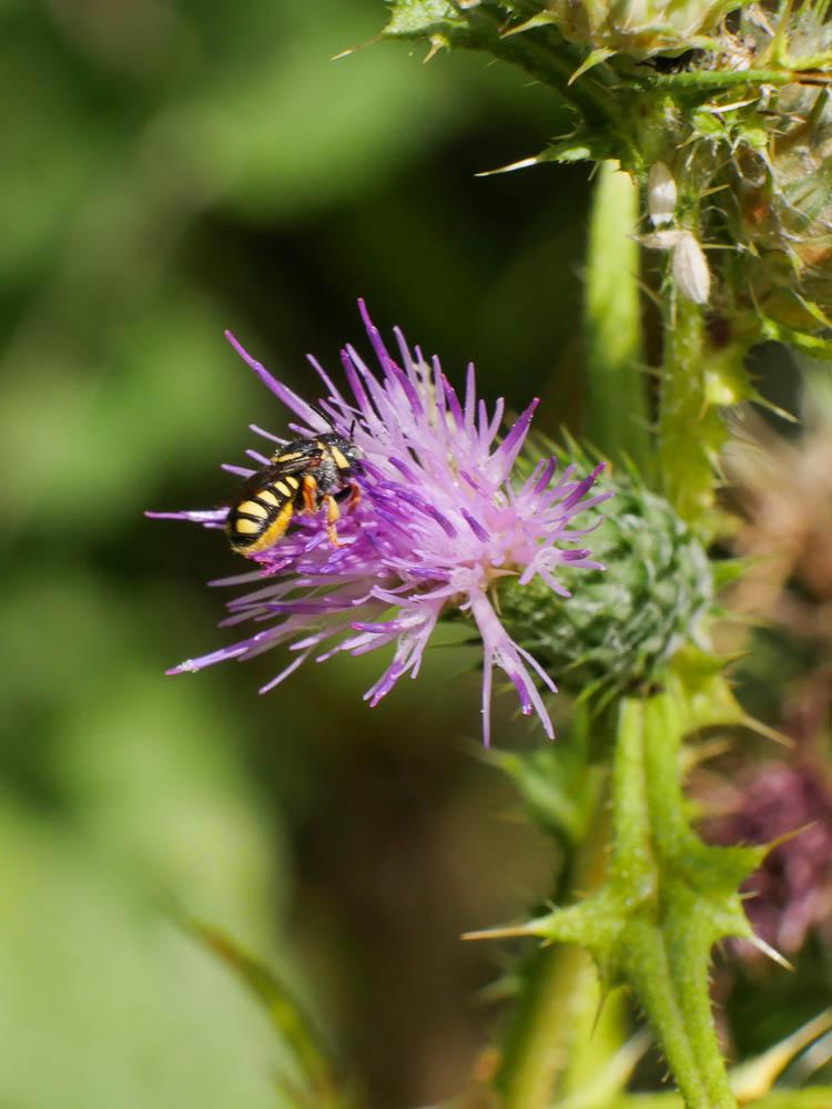  Pseudoanthidium scapulare (Latreille, 1809)