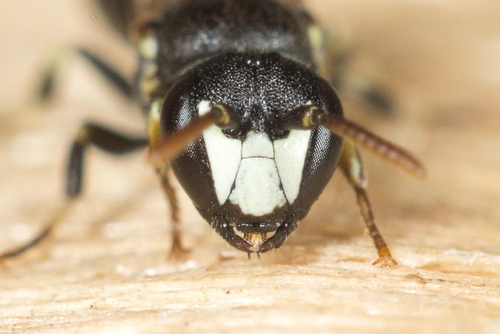  Hylaeus gredleri Förster, 1871