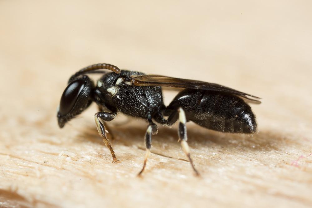 Hylaeus leptocephalus (Morawitz, 1870)