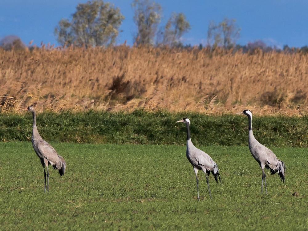 Grue cendrée Grus grus (Linnaeus, 1758)