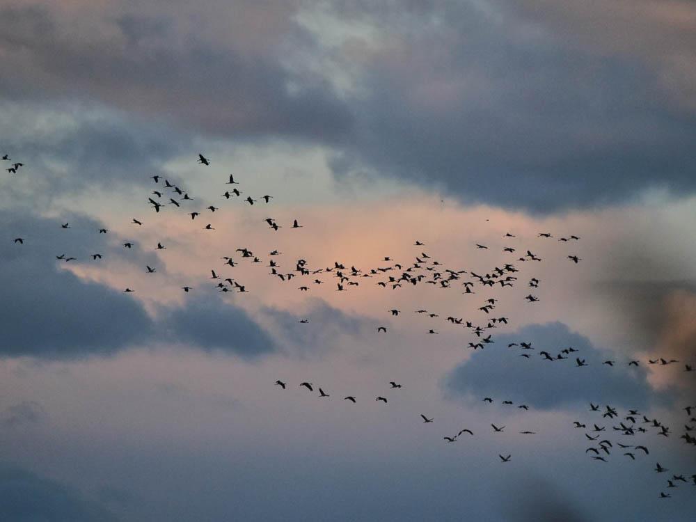 Grue cendrée Grus grus (Linnaeus, 1758)