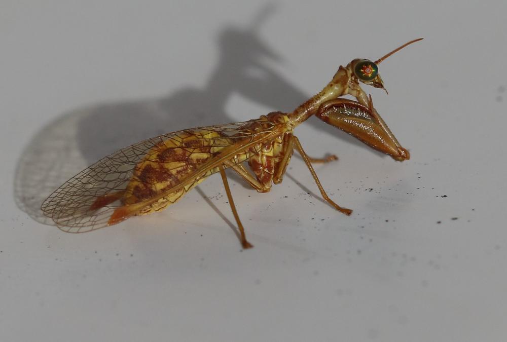 Mantispa styriaca (Poda, 1761)