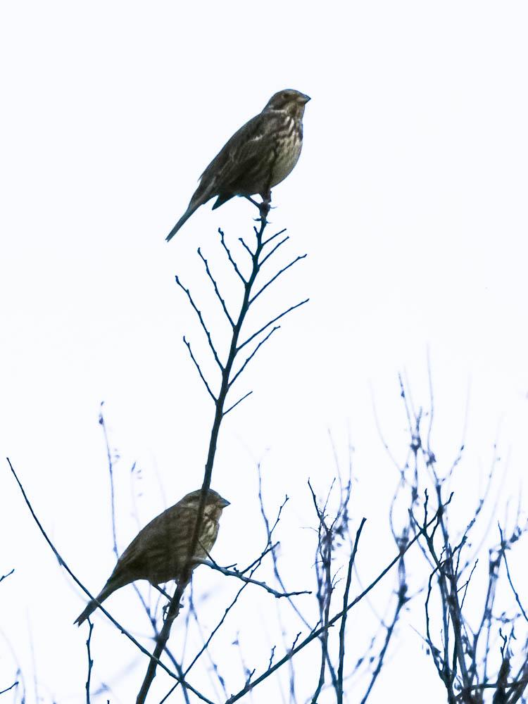 Bruant proyer Emberiza calandra Linnaeus, 1758