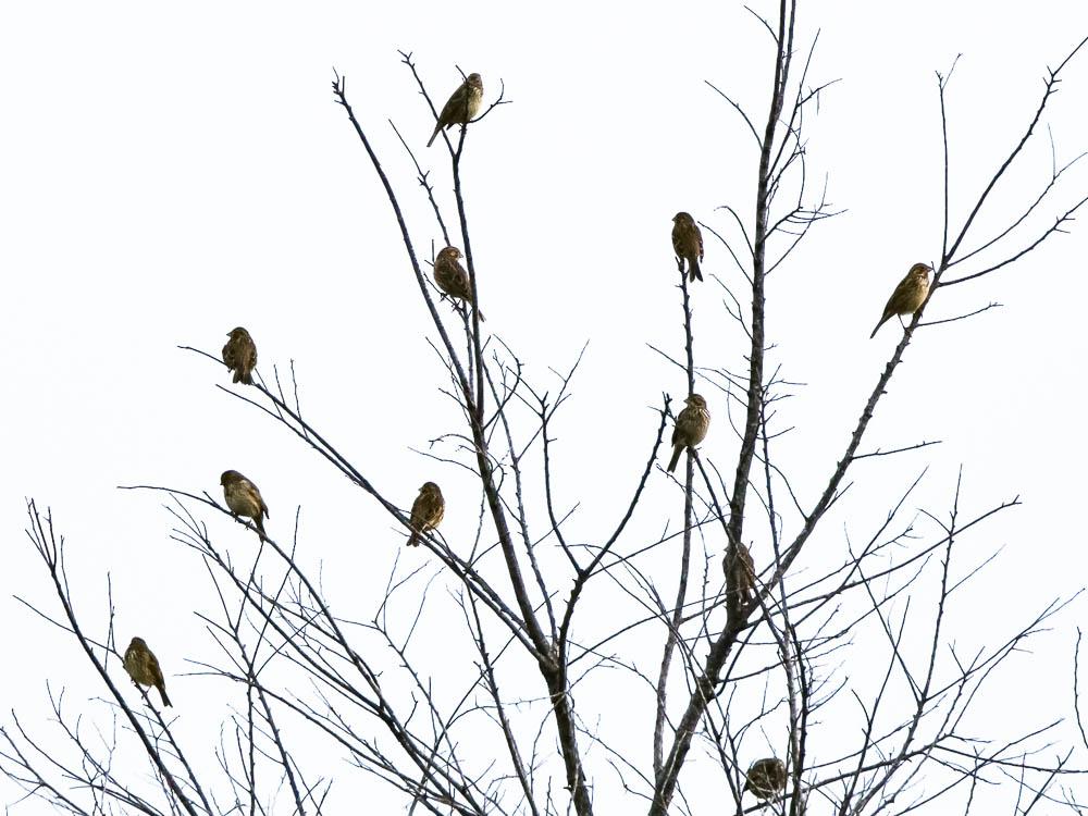 Bruant proyer Emberiza calandra Linnaeus, 1758