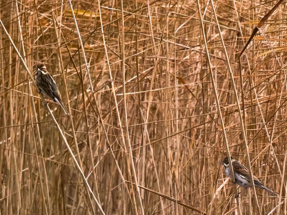 Bruant des roseaux Emberiza schoeniclus (Linnaeus, 1758)
