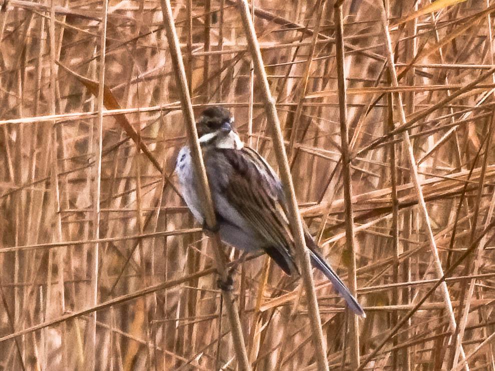 Bruant des roseaux Emberiza schoeniclus (Linnaeus, 1758)