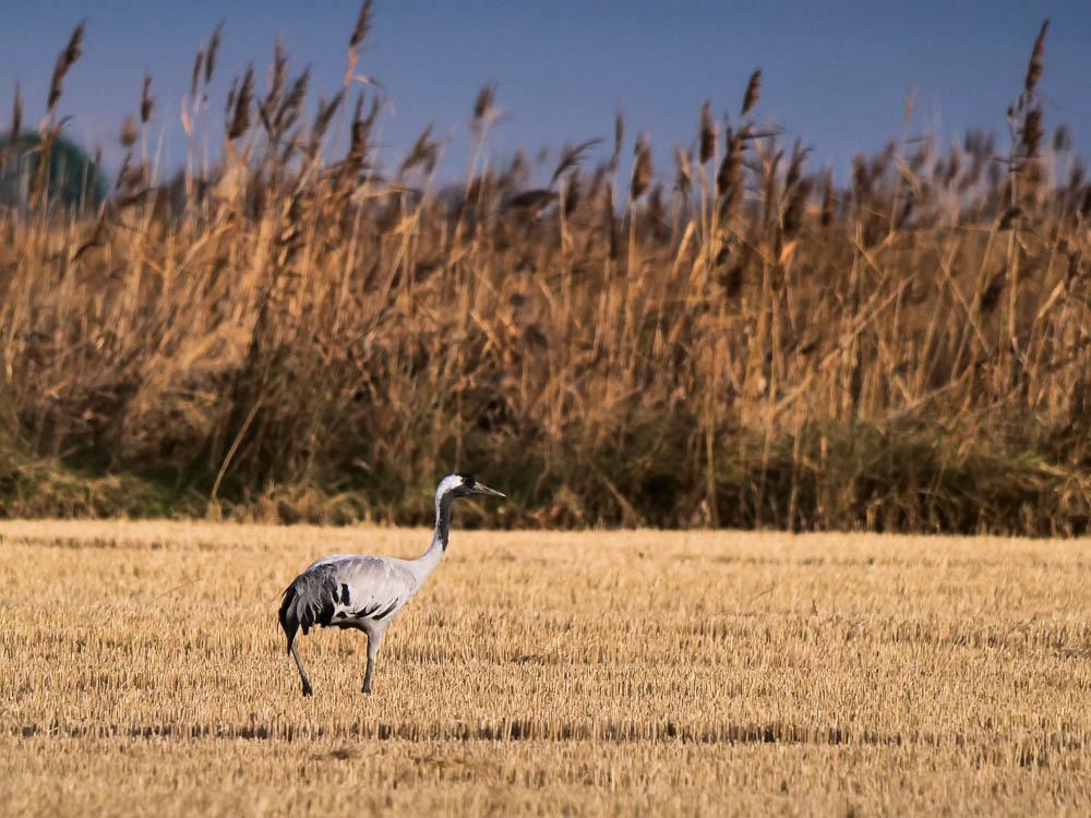 Grue cendrée Grus grus (Linnaeus, 1758)