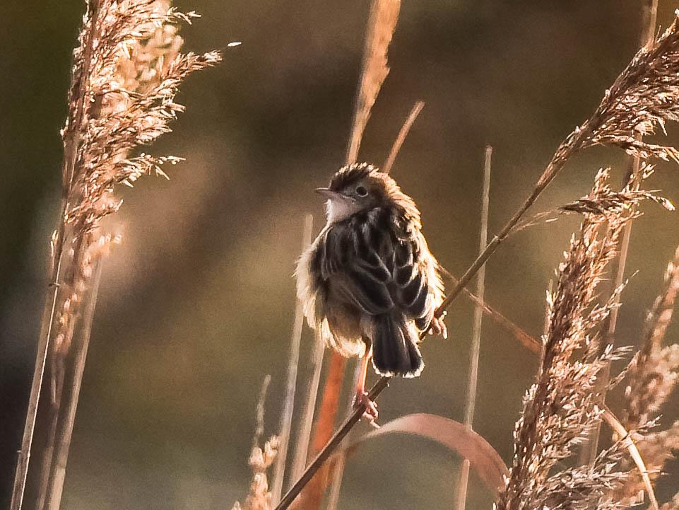 Cisticole des joncs Cisticola juncidis (Rafinesque, 1810)