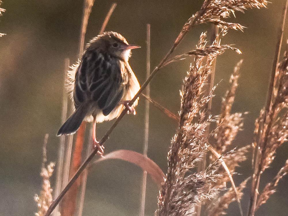 Cisticole des joncs Cisticola juncidis (Rafinesque, 1810)