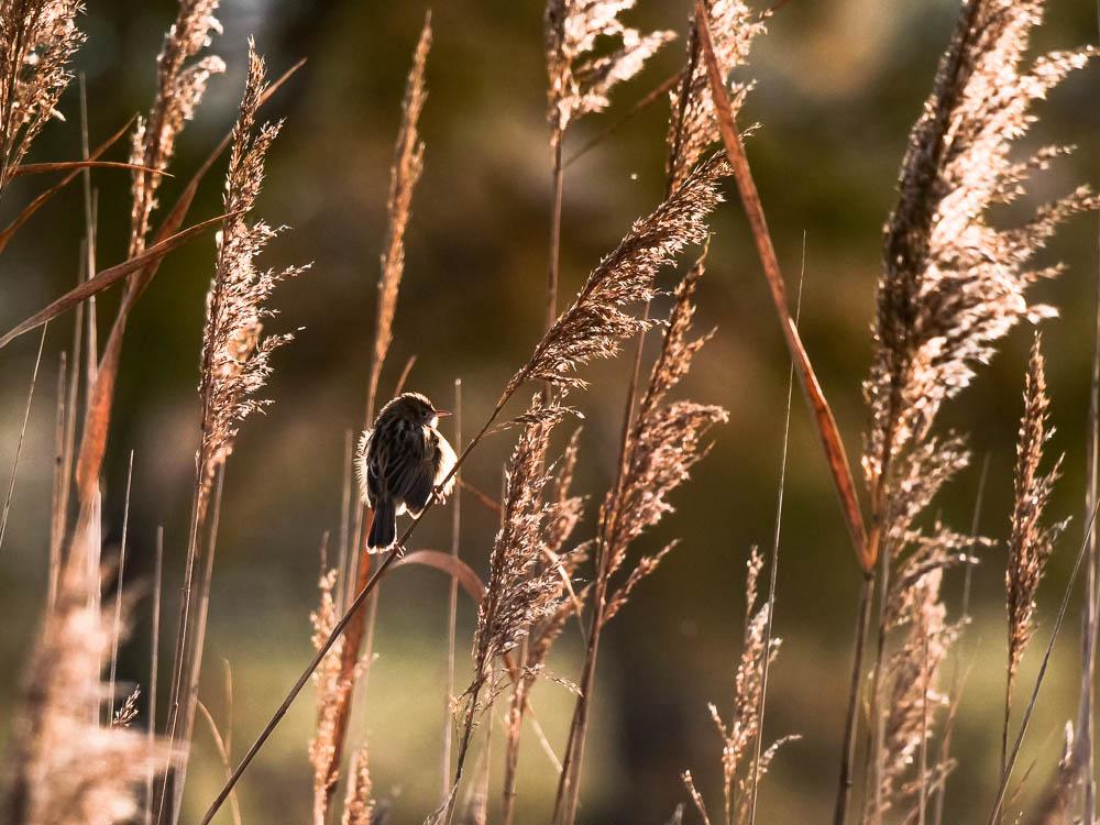 Cisticole des joncs Cisticola juncidis (Rafinesque, 1810)