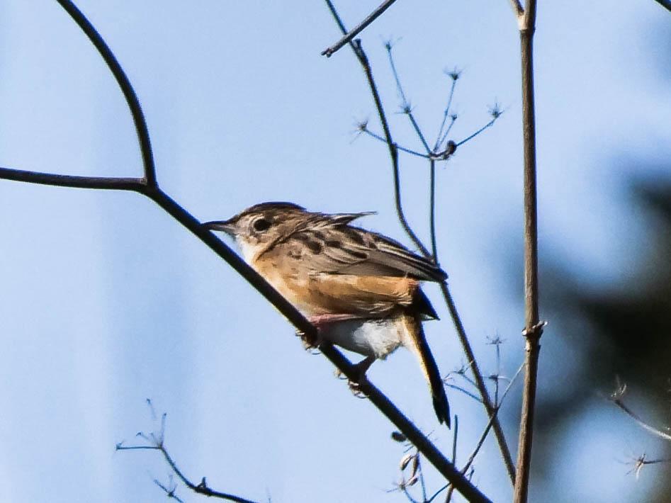 Cisticole des joncs Cisticola juncidis (Rafinesque, 1810)