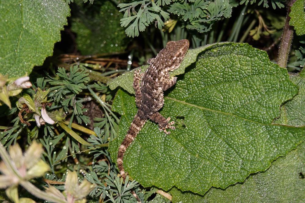 Le Tarente de Maurétanie Tarentola mauritanica (Linnaeus, 1758)