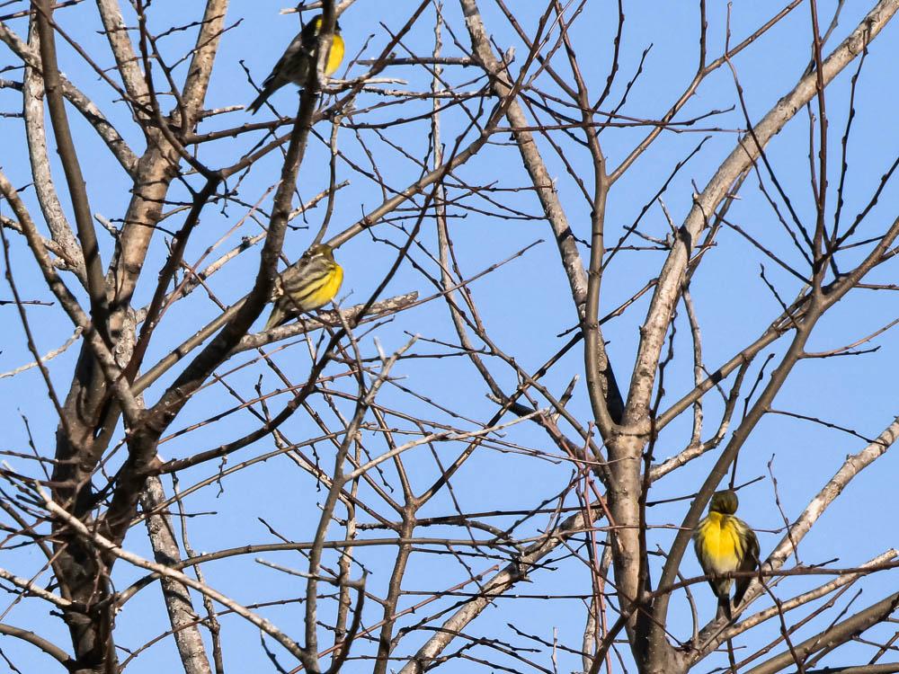 Serin cini Serinus serinus (Linnaeus, 1766)