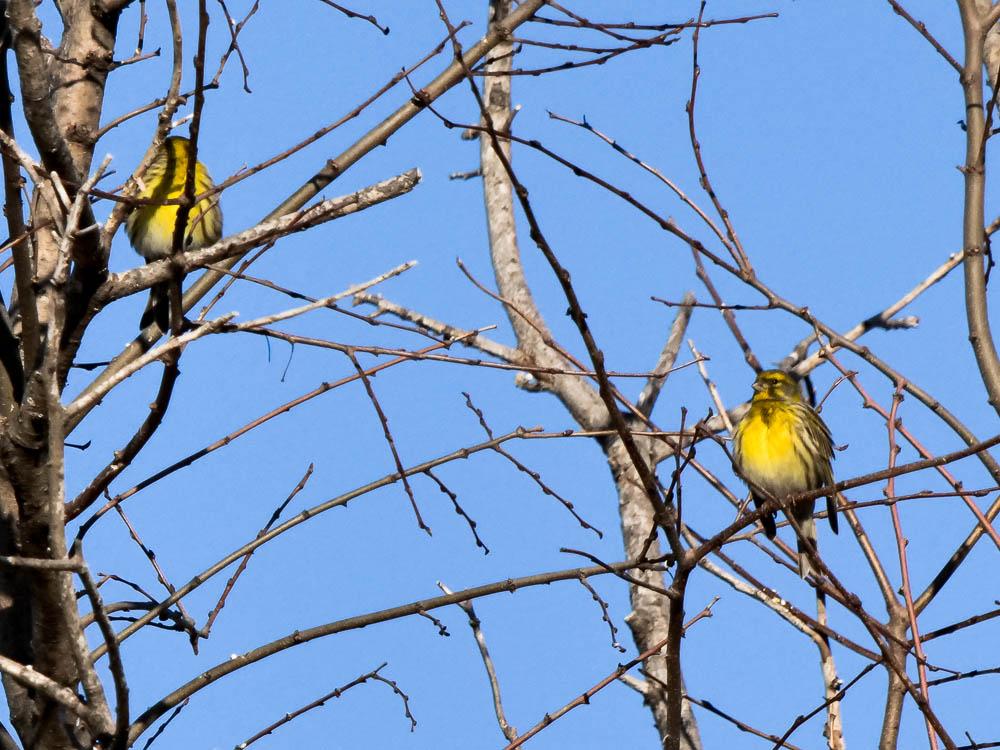 Serin cini Serinus serinus (Linnaeus, 1766)