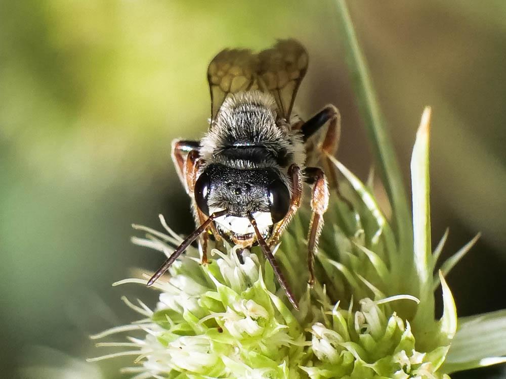 Andrena variabilis Smith, 1853