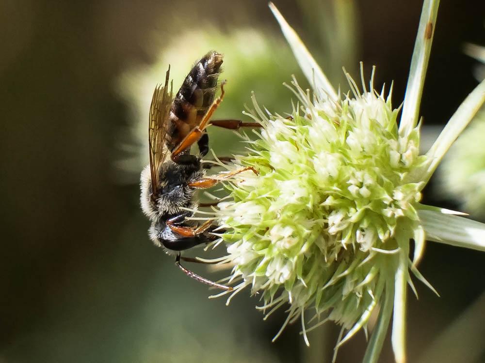  Andrena variabilis Smith, 1853