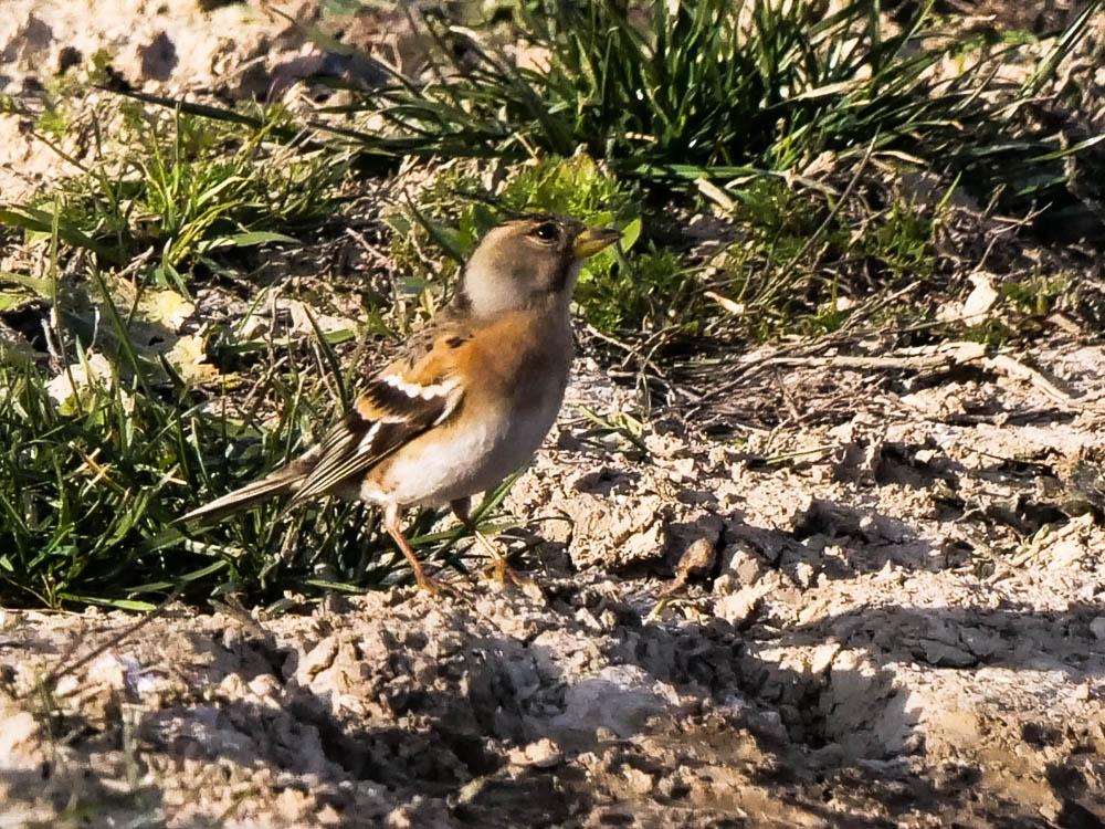 Pinson du nord, Pinson des Ardennes Fringilla montifringilla Linnaeus, 1758