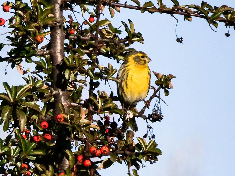 Serin cini Serinus serinus (Linnaeus, 1766)