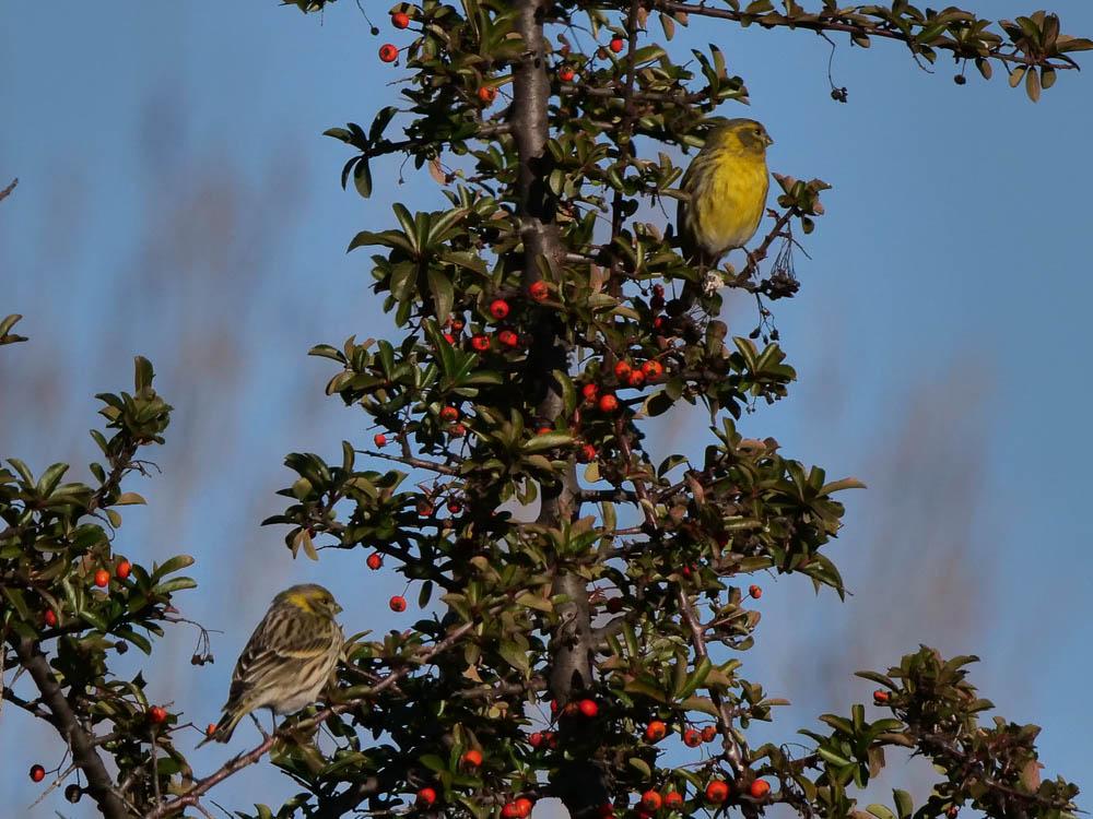 Serin cini Serinus serinus (Linnaeus, 1766)