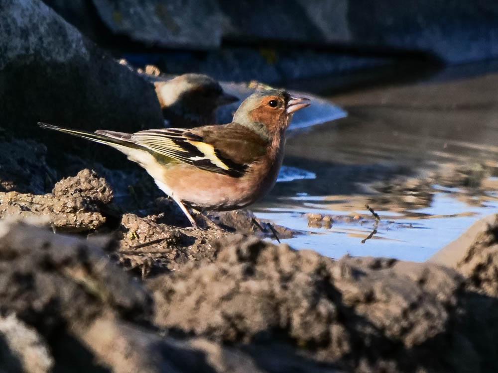 Pinson des arbres Fringilla coelebs Linnaeus, 1758