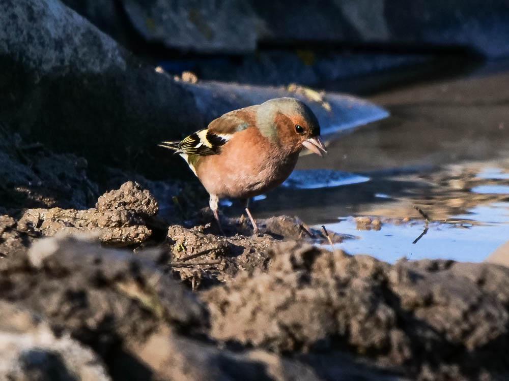 Pinson des arbres Fringilla coelebs Linnaeus, 1758