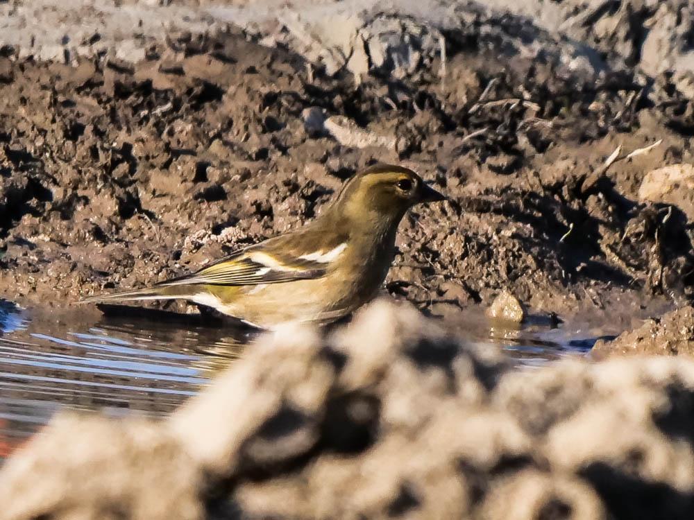 Pinson des arbres Fringilla coelebs Linnaeus, 1758