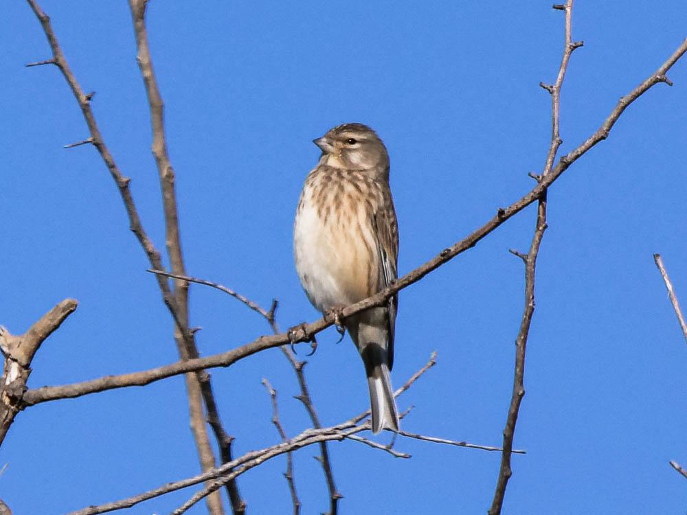 Linotte mélodieuse Carduelis cannabina (Linnaeus, 1758)