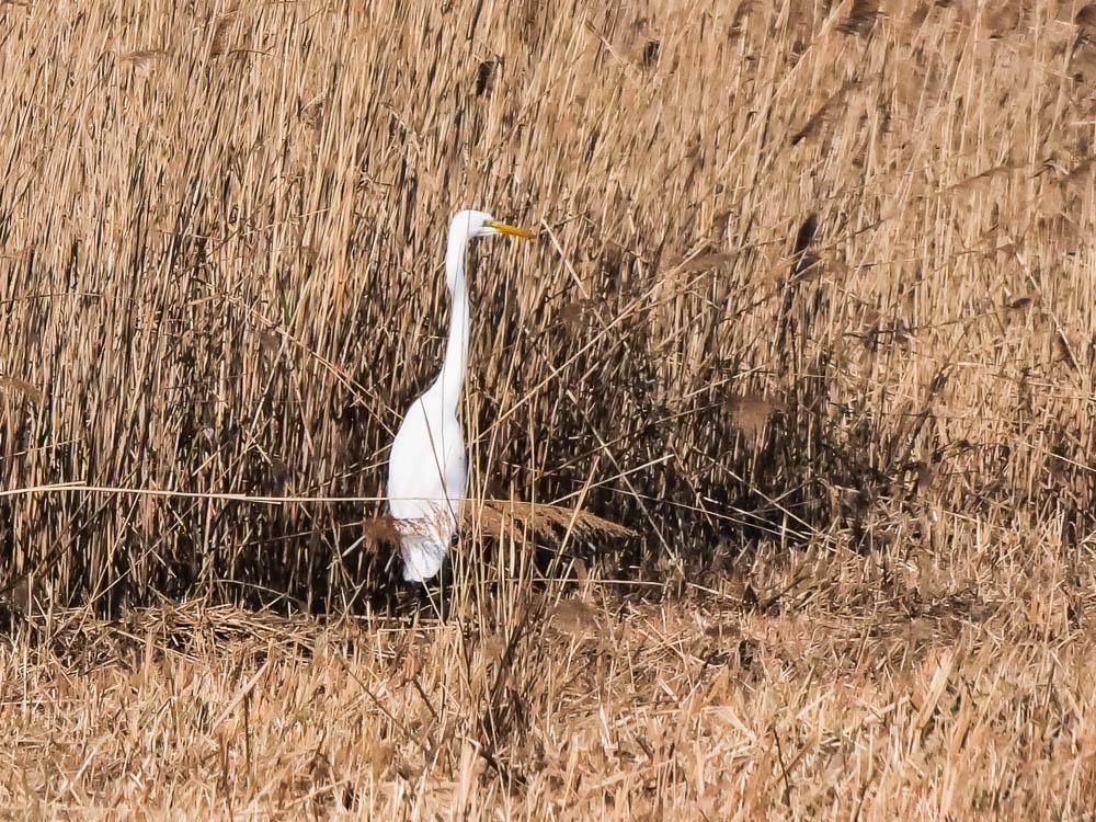 Grande Aigrette Ardea alba Linnaeus, 1758