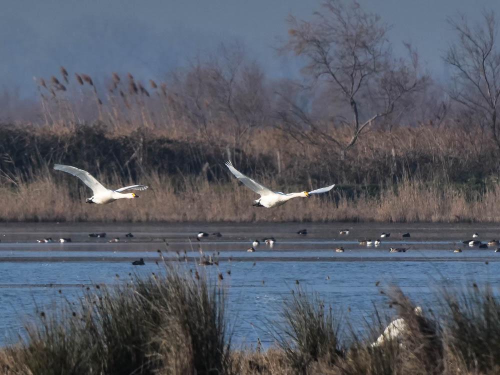 Cygne de Bewick Cygnus columbianus bewickii (Yarrel, 1830)